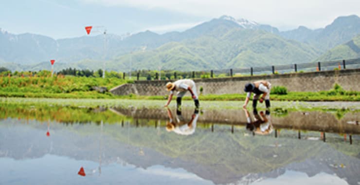 设立农业法人「(有限公司)大中屋」,与当地农户紧密合作,开始培育生产高品质酒米。