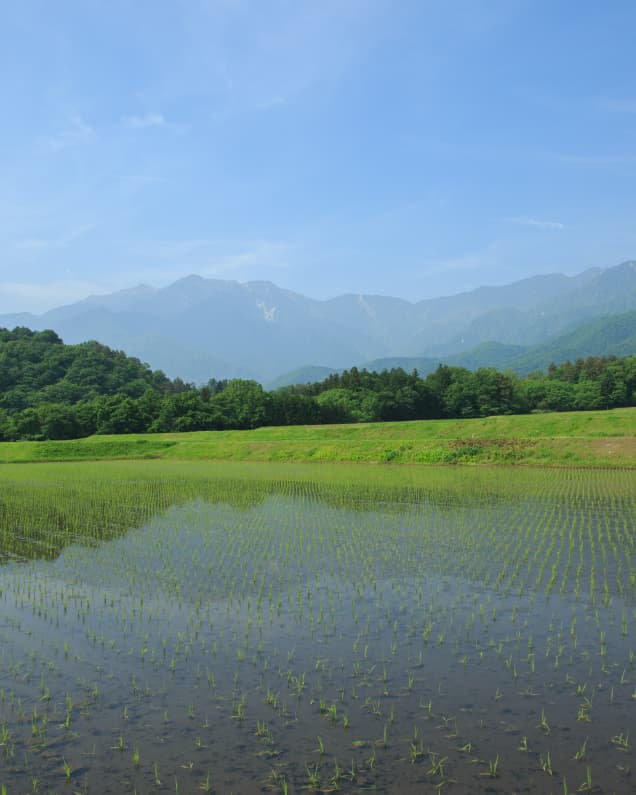 七贤酒米田